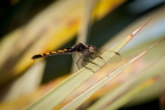 04_Dragonfly