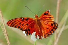 Butterfly_AndStillHeFlies_2018_09_09