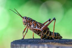Grashopper_Eastern_Lubber_2018_09_18-scaled