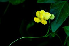 Lonely Yellow Flower