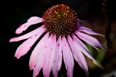 Purlpe_Flower_Mysterious_2018_12_30