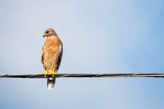Red-Shouldered-Hawk-on-Wire-2017-08-26-scaled