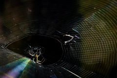 Spider_Artist_and_Engineer_2018_10_14-1-of-1-scaled