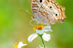 Photo of a White Peacock Butterfly