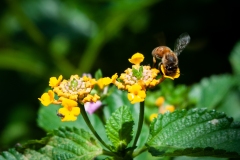bug_and_a_bee_2021_07_20
