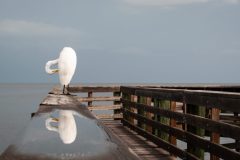 monday_morning_cleaning_great_egret-scaled