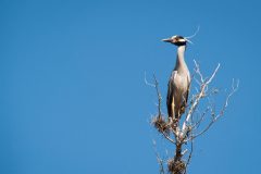 yellow-crowned-night-heron-2017-05-22-scaled